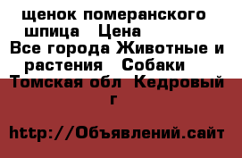 щенок померанского  шпица › Цена ­ 50 000 - Все города Животные и растения » Собаки   . Томская обл.,Кедровый г.